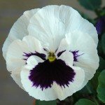 Viooltjes maken de lente! viooltje