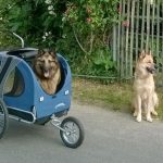 Tinka’s nieuwe vervoermiddel: de hondenkar! hondenkar